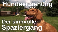 Online Hundetraining Hunde verstehen lernen mit Hundeerziehung